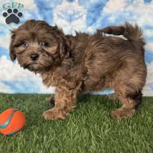 Chevy, Shih-Poo Puppy